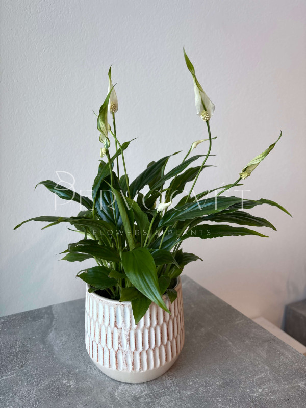 Спатифиллум Шопен 30 см