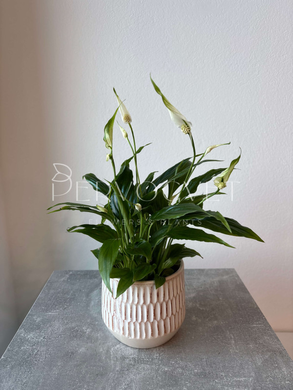 Спатифиллум Шопен 30 см