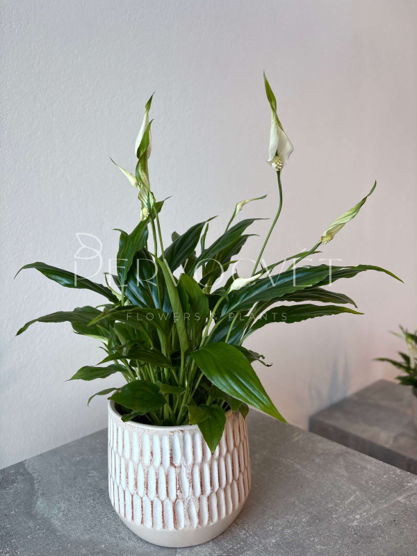 Спатифиллум Шопен 30 см