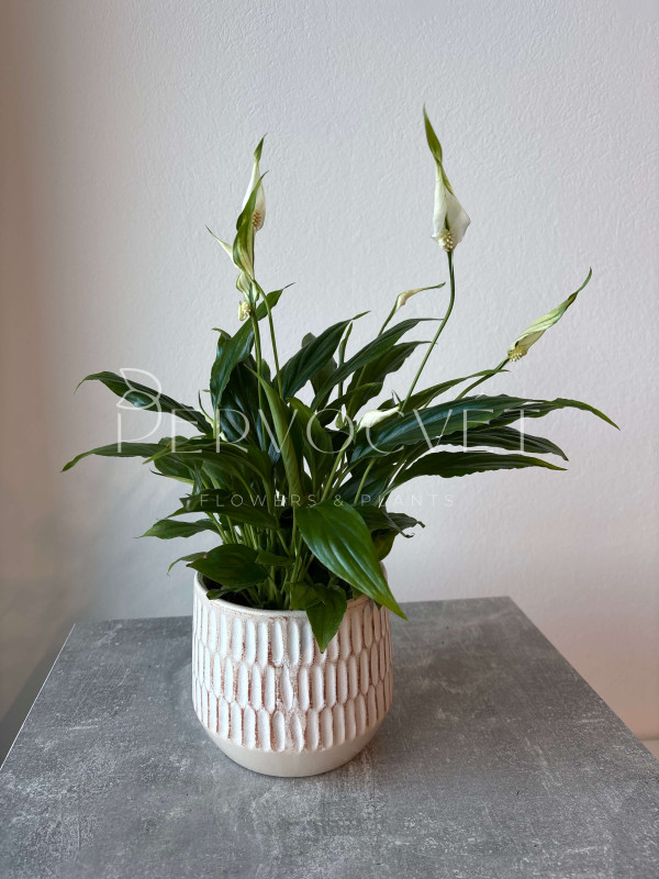 Спатифиллум Шопен 30 см