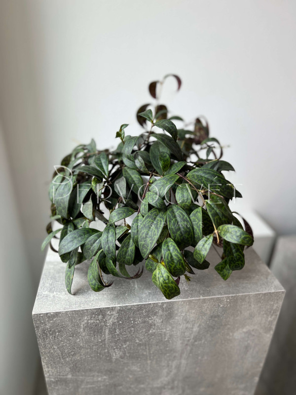 Эсхинантус Марморатус 25 см