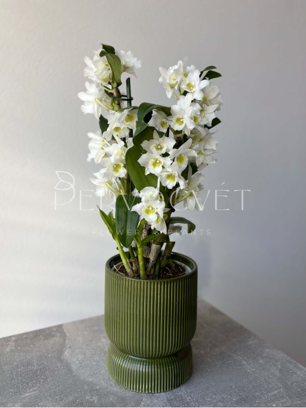 Орхидея Дендробиум 40 см