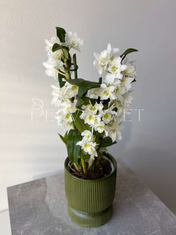 Орхидея Дендробиум 40 см