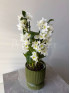 Орхидея Дендробиум 40 см