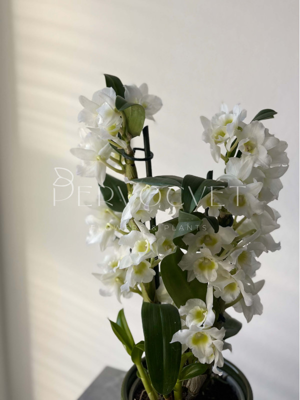 Орхидея Дендробиум 40 см