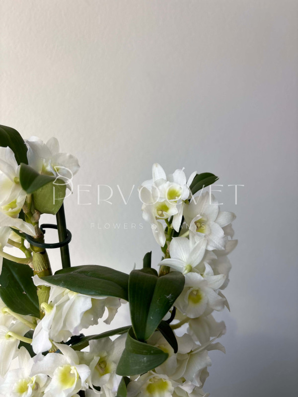 Орхидея Дендробиум 40 см