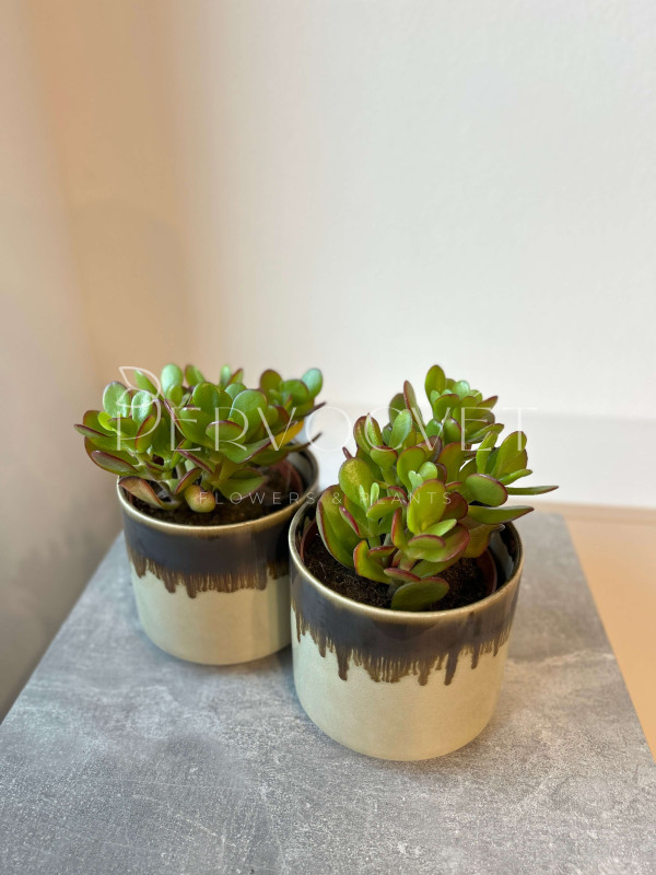 Крассула Микс Толстянка 20 см