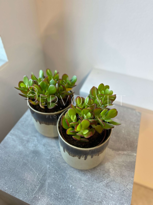 Крассула Микс Толстянка 20 см