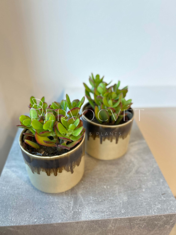 Крассула Микс Толстянка 20 см