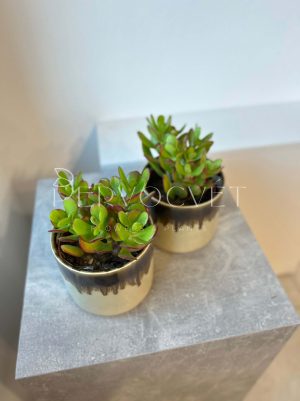 Крассула Микс Толстянка 20 см