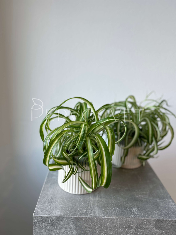 Хлорофитум Бонни 30 см