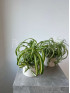 Хлорофитум Бонни 30 см