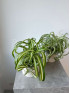 Хлорофитум Бонни 30 см