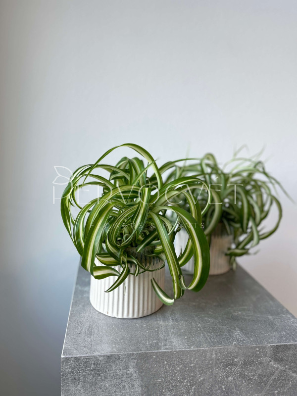 Хлорофитум Бонни 30 см