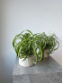 Хлорофитум Бонни 30 см