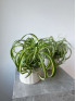 Хлорофитум Бонни 30 см