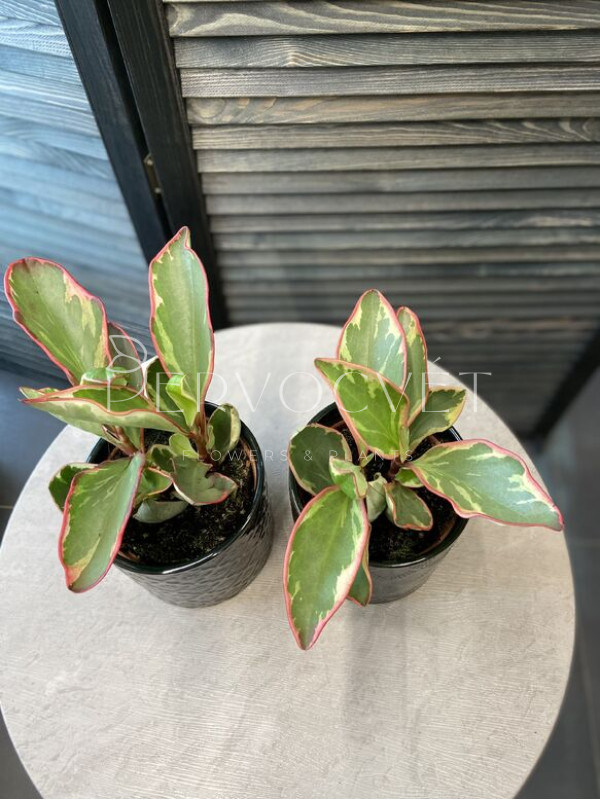 Пеперомия Джелли 20 см