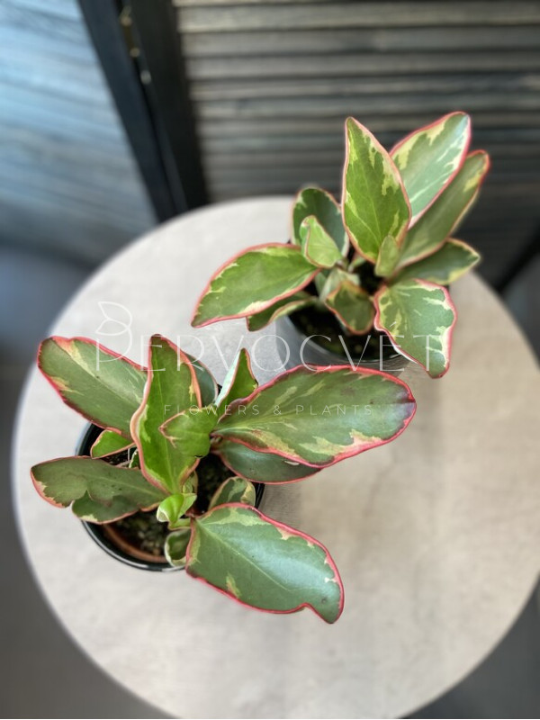 Пеперомия Джелли 20 см