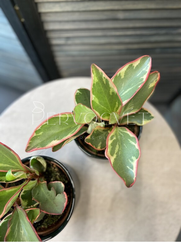 Пеперомия Джелли 20 см