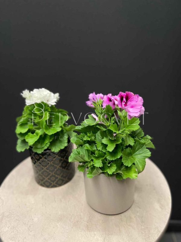Пеларгония Микс 30 см