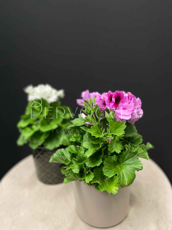 Пеларгония Микс 30 см