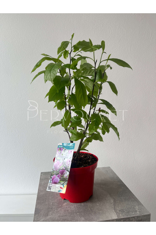 Магнолия Розовая Сюзан в горшке 50 см