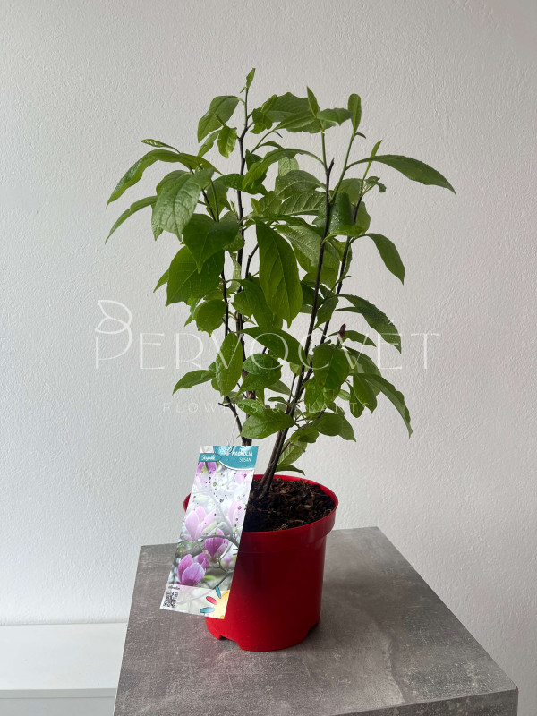 Магнолия Розовая Сюзан в горшке 50 см