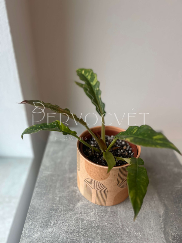 Филодендрон Ринг Оф Фаер 25 см