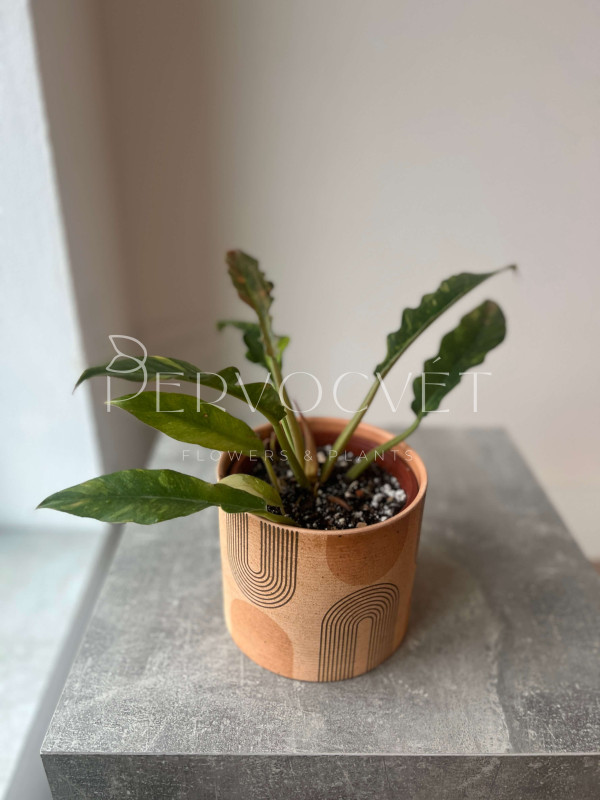 Филодендрон Ринг Оф Фаер 25 см