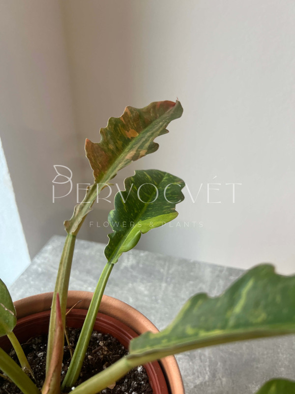 Филодендрон Ринг Оф Фаер 25 см