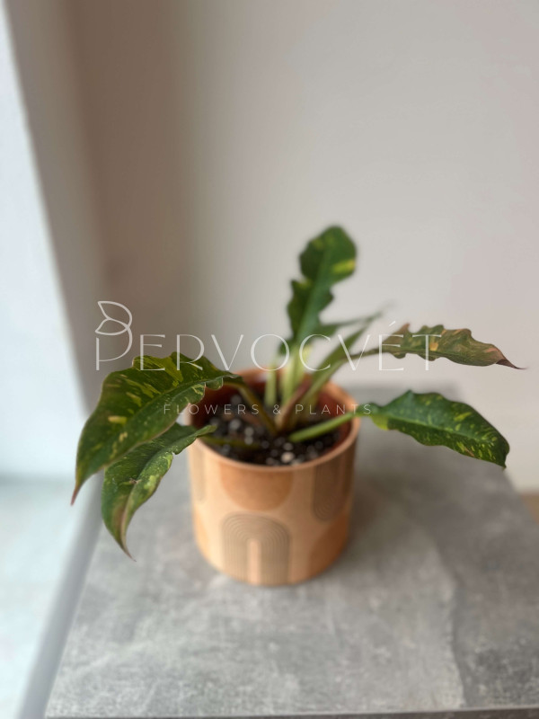 Филодендрон Ринг Оф Фаер 25 см