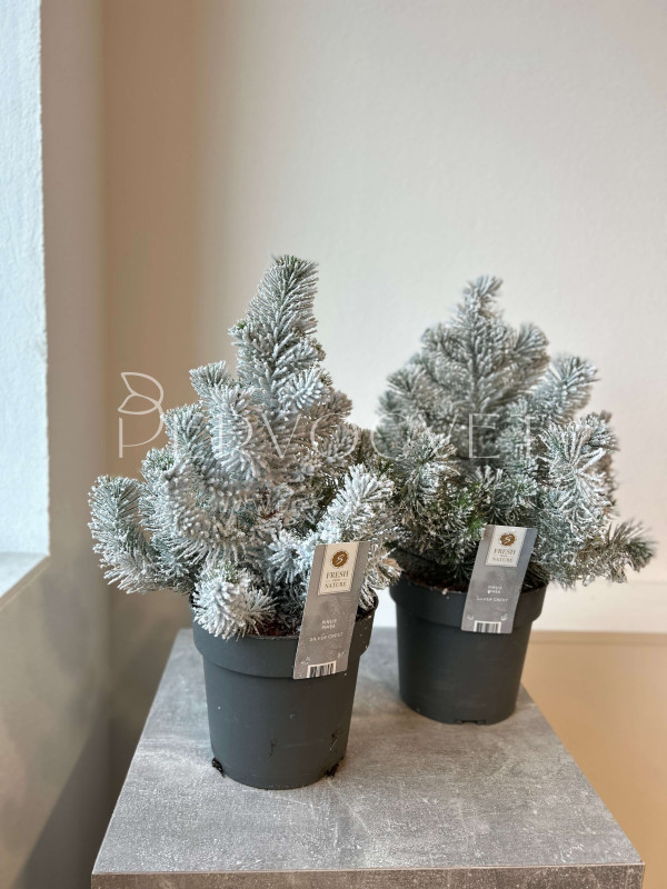 Сосна (Пинус) Сильвер Крест 40 см