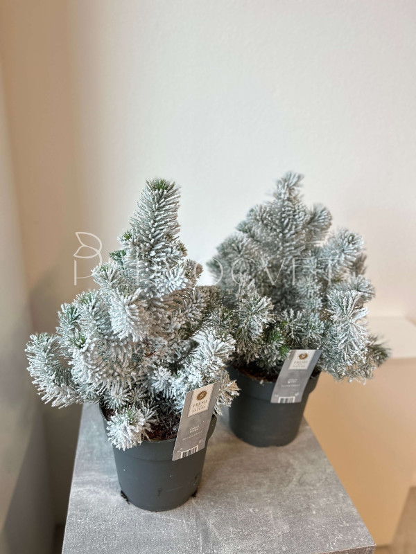 Сосна (Пинус) Сильвер Крест 40 см