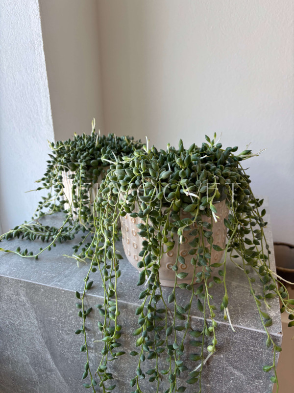 Сенецио Роули (Крестовник) 20 см