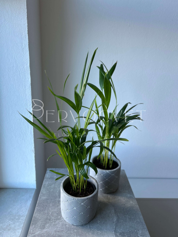 Арека (Дипсис) 50 см