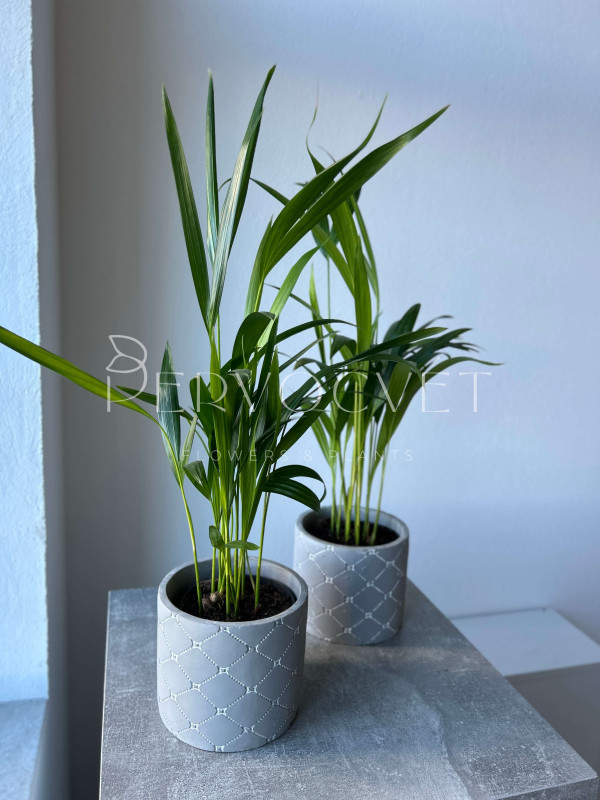 Арека (Дипсис) 50 см