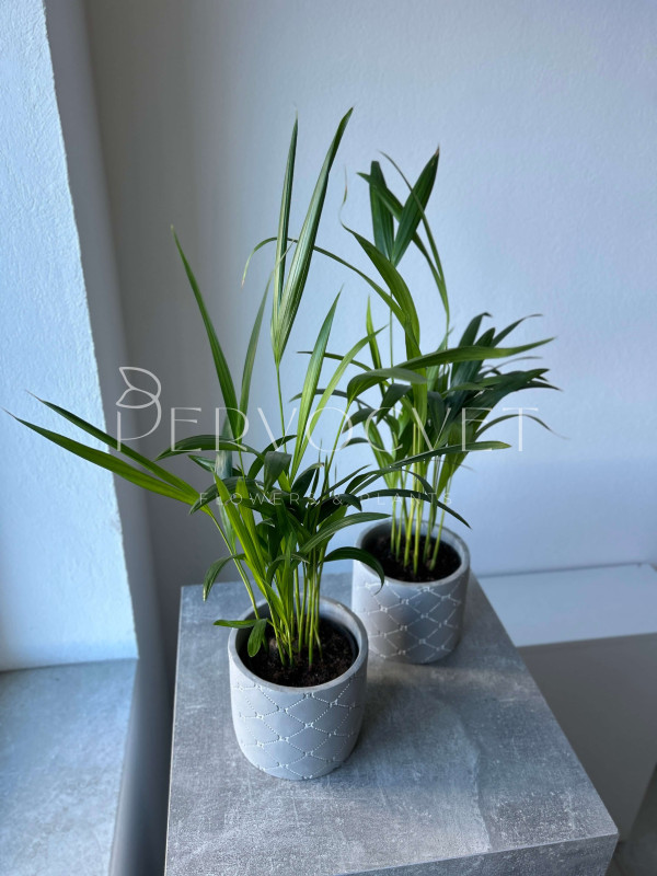 Арека (Дипсис) 50 см