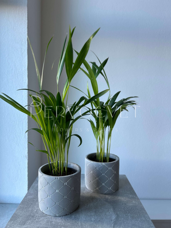 Арека (Дипсис) 50 см