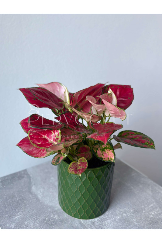 Аглаонема Ред Энджел 30 см