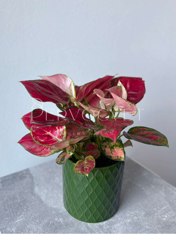 Аглаонема Ред Энджел 30 см