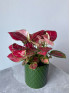 Аглаонема Ред Энджел 30 см