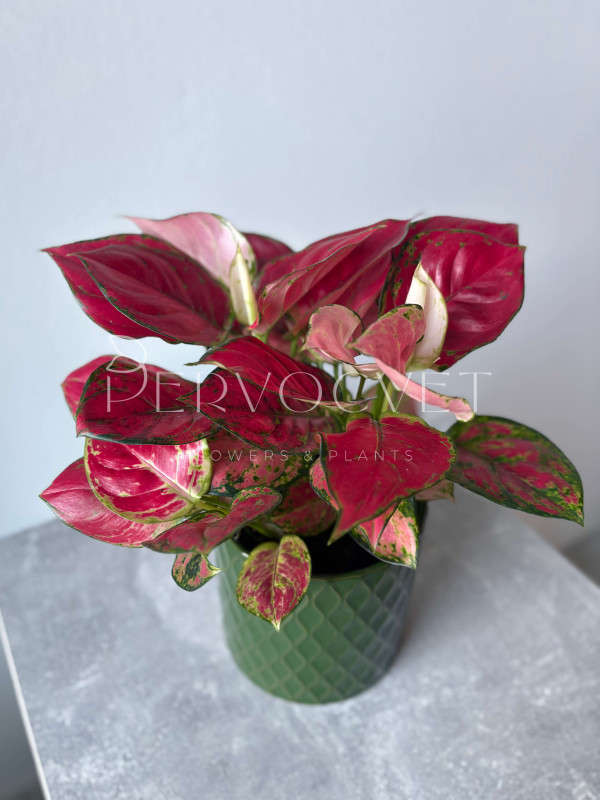 Аглаонема Ред Энджел 30 см