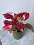 Аглаонема Ред Энджел 30 см
