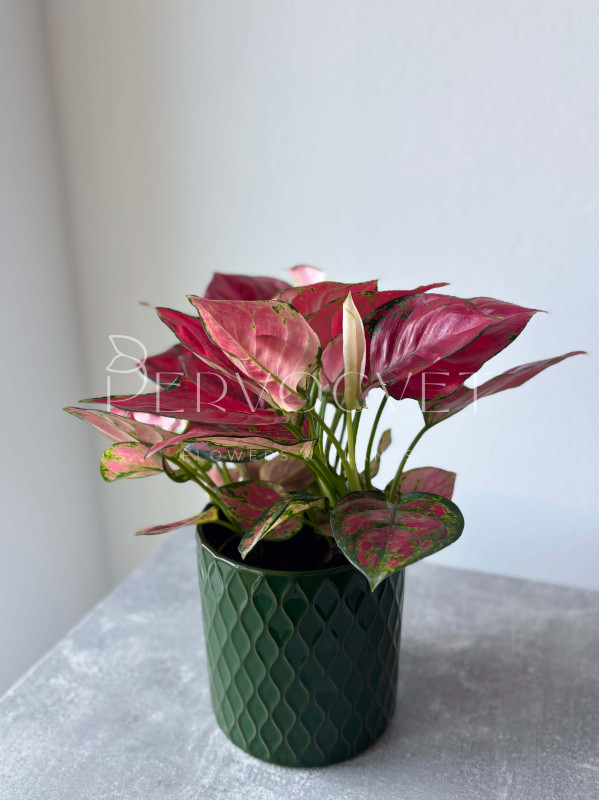 Аглаонема Ред Энджел 30 см