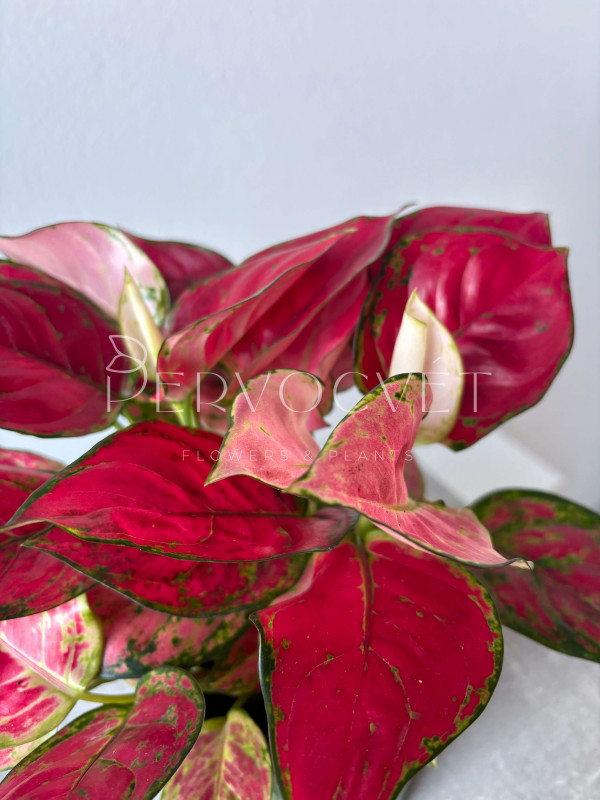 Аглаонема Ред Энджел 30 см