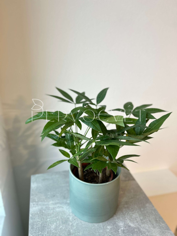 Пахира Акватика 5 стволов 30 см