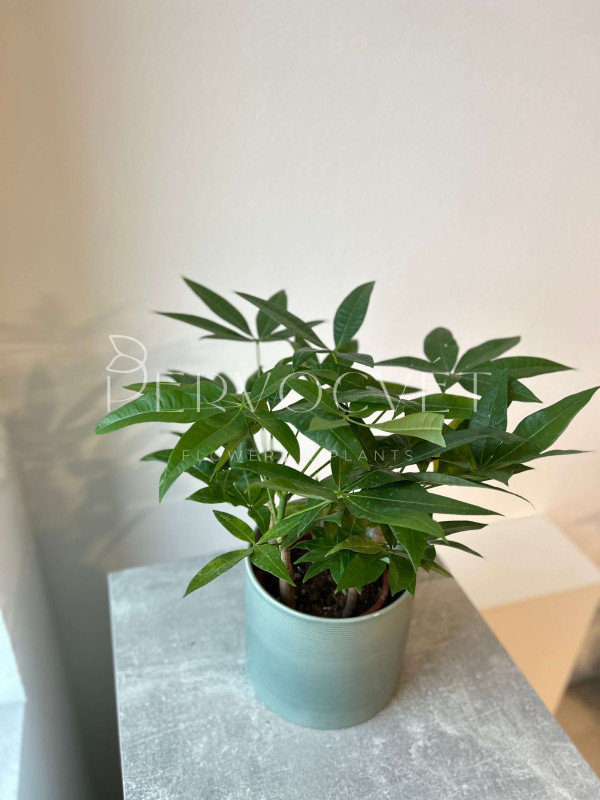 Пахира Акватика 5 стволов 30 см