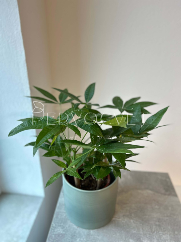 Пахира Акватика 5 стволов 30 см