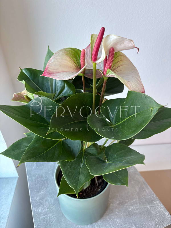 Антуриум Ред Липс 50 см