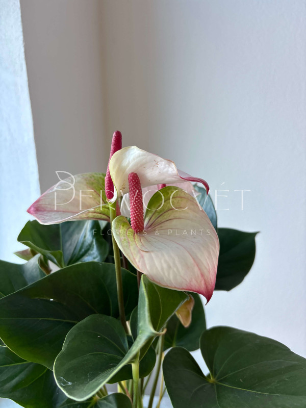 Антуриум Ред Липс 50 см